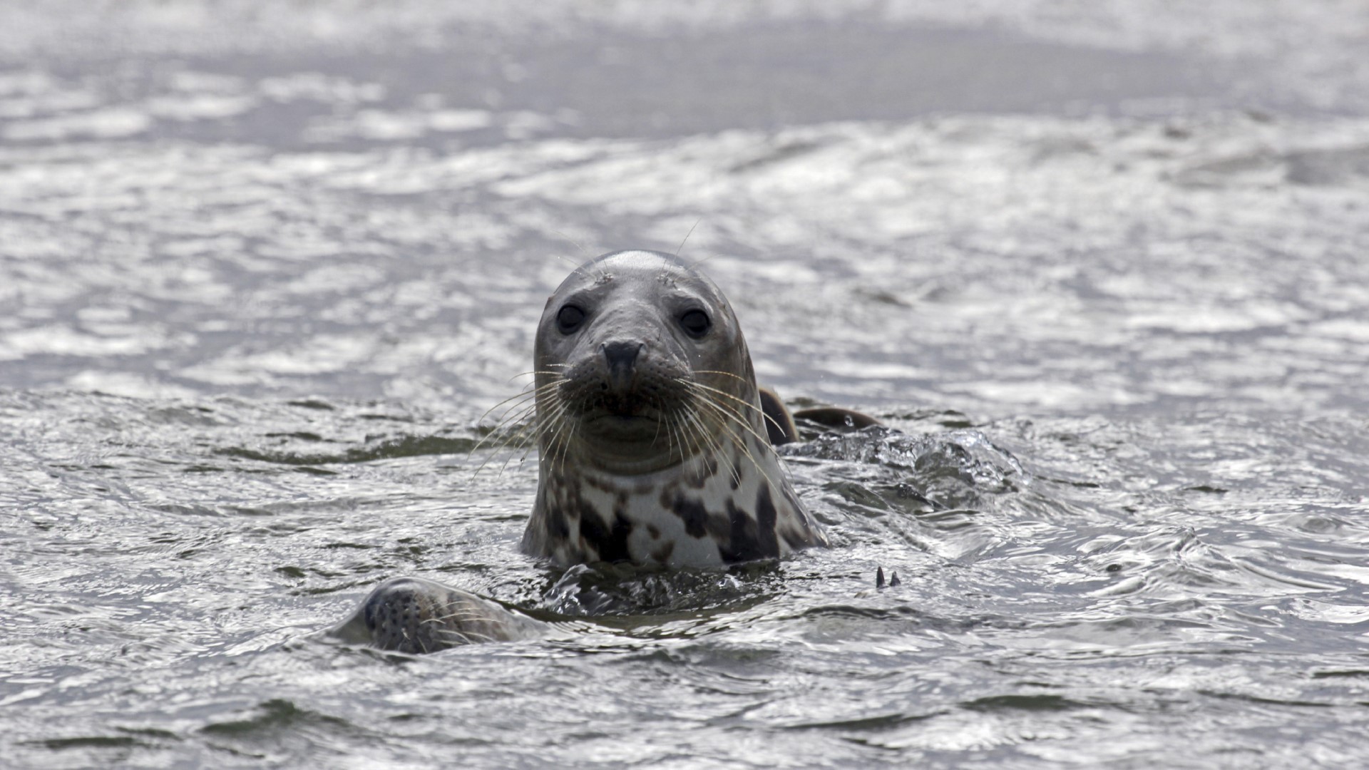 Seal 1920 1080